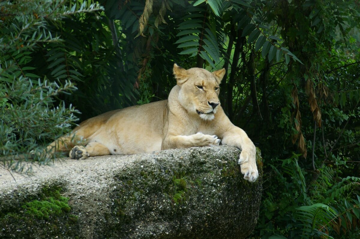 lions colombie britannique performances lcf ont