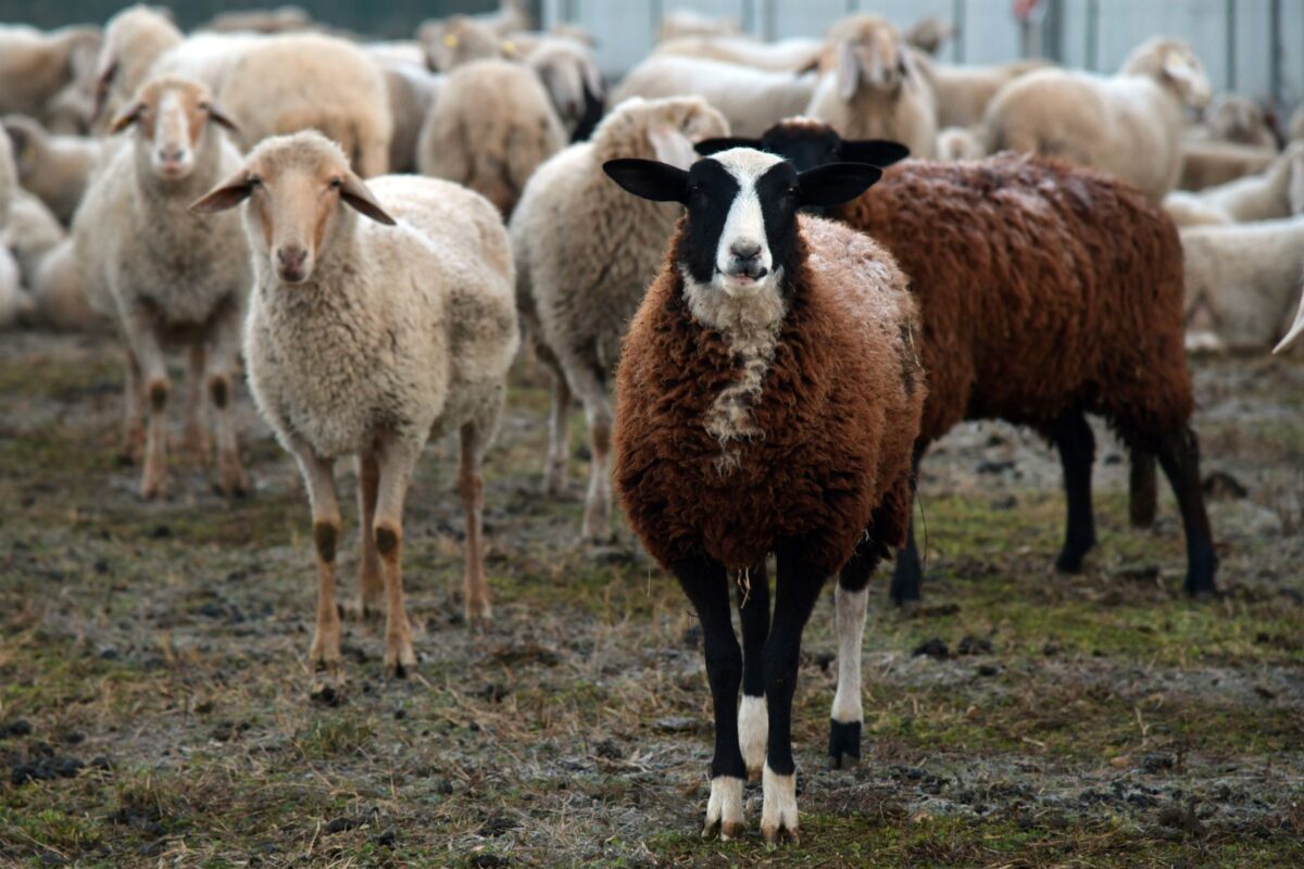 pire se confirme rams ne placent