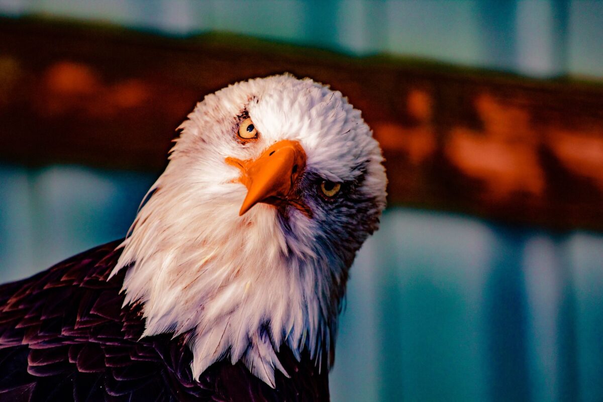 catastrophe annoncée eagles mesures réduisent risque