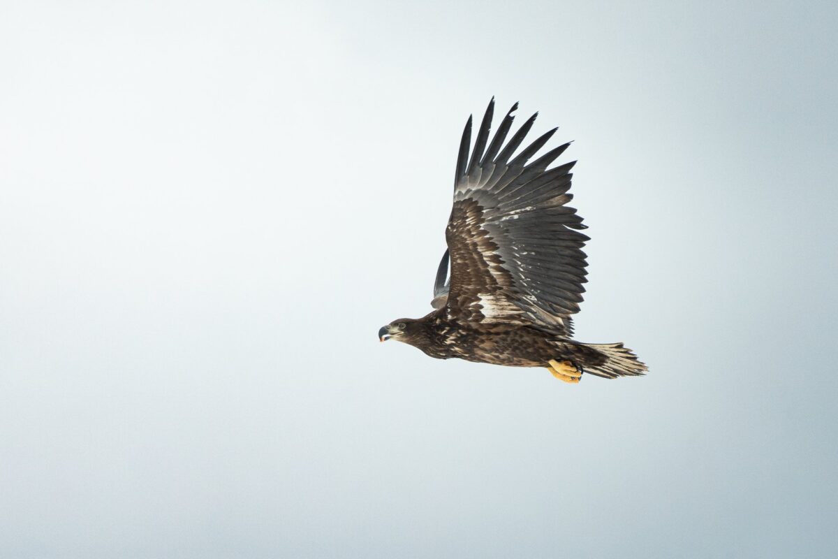 catastrophe annoncée eagles chronologie philadelphia basculé